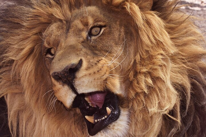 Experience the majesty of lions up close at Lion Habitat Ranch where adventure awaits in every encounter with these magnificent animals and more delightful wildlife. Discover unforgettable moments!